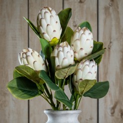 Closed White Protea