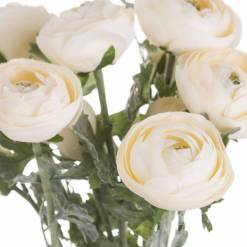 Soft Cream Ranunculus - image 2