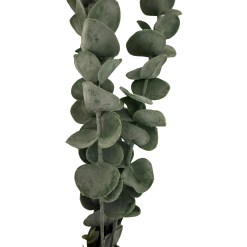 Silver Dollar Eucalyptus - image 2