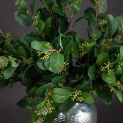 Summer Seeded Eucalyptus - image 2