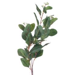 Summer Seeded Eucalyptus - image 3