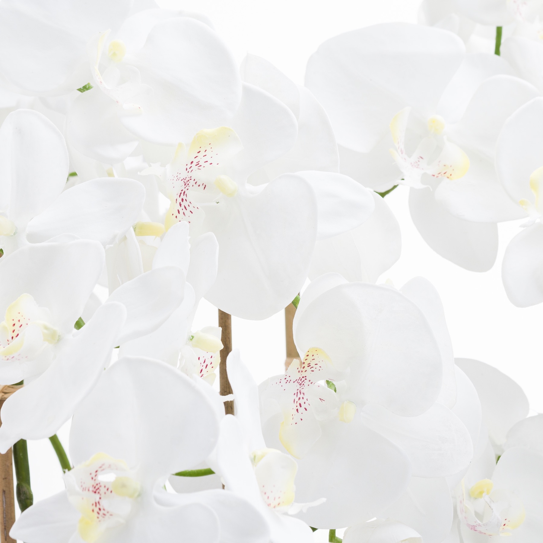 Large White Tall Orchid In Glass Pot - image 2