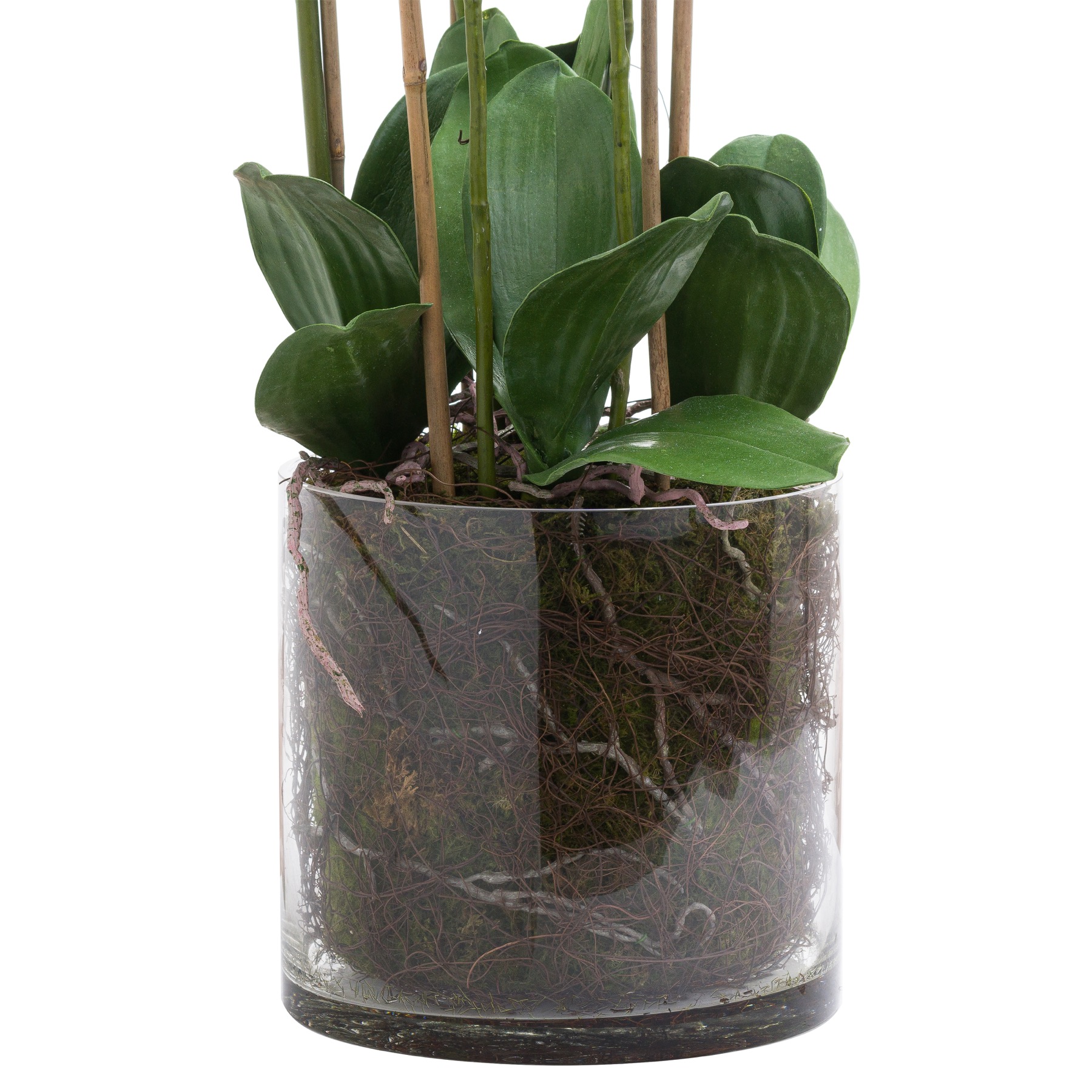 Large White Tall Orchid In Glass Pot - image 3