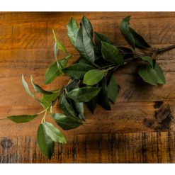 Laurel Leaf Spray - image 2
