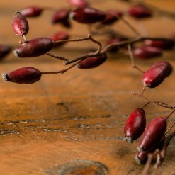 Burgundy Rosehip Stem - image 2