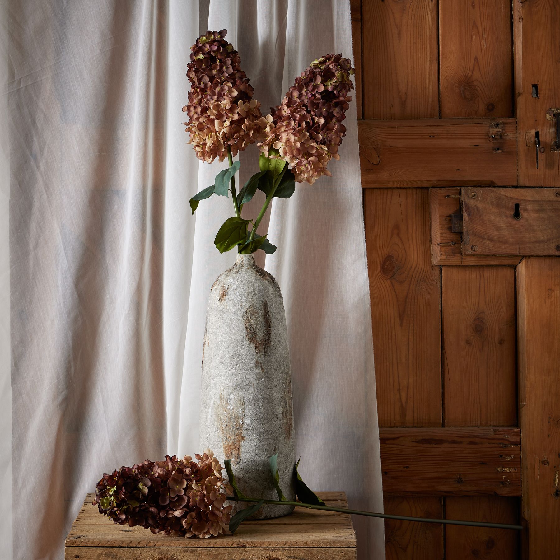 Burgundy Spear Hydrangea - image 3