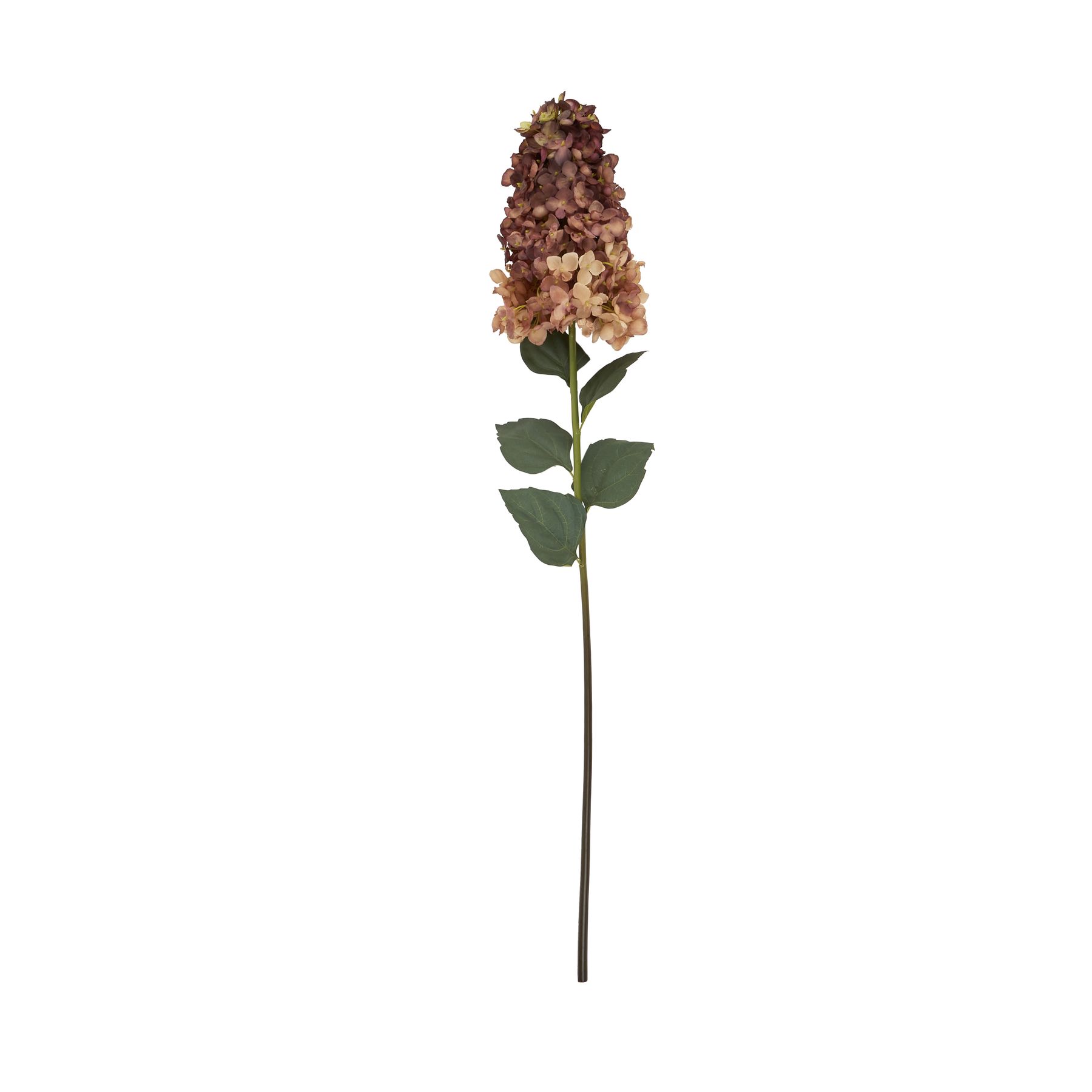 Burgundy Spear Hydrangea - image 4