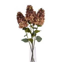 Burgundy Spear Hydrangea - image 5