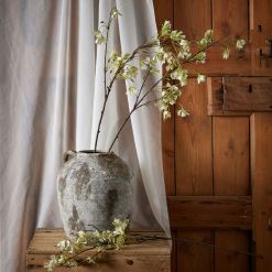 Elaeocarpus Stem - image 3