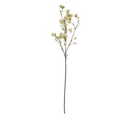 Elaeocarpus Stem - image 4