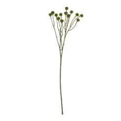 Green Craspedia Stem - image 4