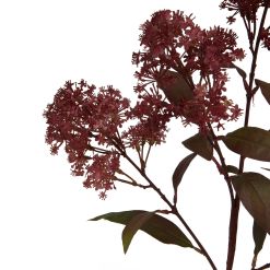 Medium Burgundy Smokebush Stem - image 2