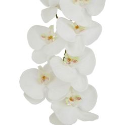 Tall White Butterfly Orchid Stem - image 2