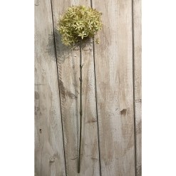 Green And Beige Allium - image 2