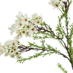 The Natural Garden Collection White Waxflower - image 2