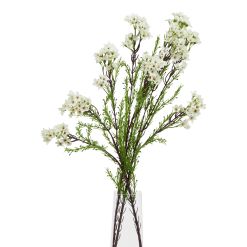 The Natural Garden Collection White Waxflower - image 3
