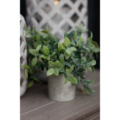 Small Box Plant In Grey Pot - image 3