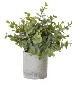 Small Button Eucalyptus Plant In Grey Pot