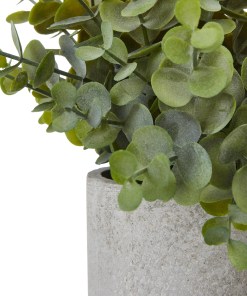 Small Button Eucalyptus Plant In Grey Pot