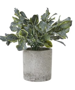 Small Giana Eucalyptus Plant In Grey Pot