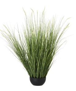 Large Onion Grass Plant In Pot