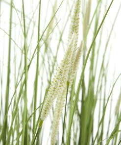 Large Onion Grass Plant In Pot