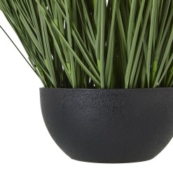 Large Onion Grass Plant In Pot - image 3