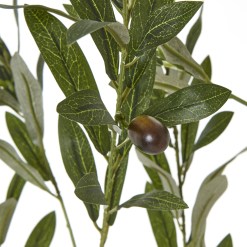 Apulia Olive Tree In White Pot 180Cm - image 3