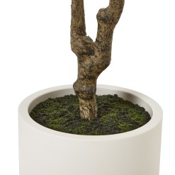 Apulia Olive Tree In White Pot 210Cm - image 4