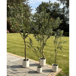 Apulia Olive Tree In White Pot 210Cm - image 5
