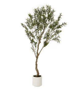 Apulia Olive Tree In White Pot 200Cm
