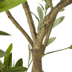 Apulia Olive Tree In White Pot 200Cm - image 3