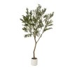 Apulia Olive Tree In White Pot 240Cm