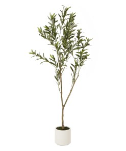 Apulia Olive Tree In White Pot 150Cm