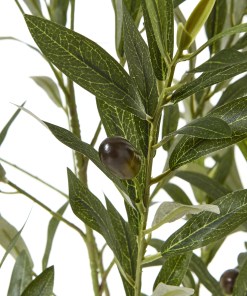 Apulia Olive Tree In White Pot 150Cm