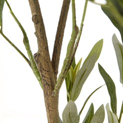 Apulia Olive Tree In White Pot 150Cm - image 3
