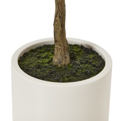 Apulia Olive Tree In White Pot 150Cm - image 4