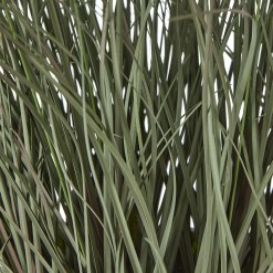 Fountain Grass Plant In Pot - image 3