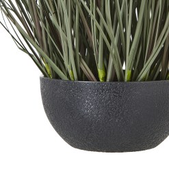Fountain Grass Plant In Pot - image 4