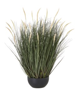 Large Fountain Grass Plant In Pot