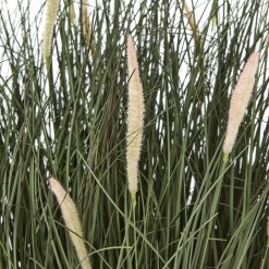 Large Fountain Grass Plant In Pot - image 2