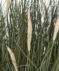 Large Fountain Grass Plant In Pot