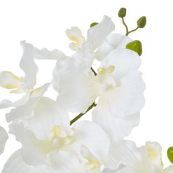 White Vanda Orchid Plant In Ceramic Pot - image 2