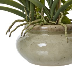 White Vanda Orchid Plant In Ceramic Pot - image 3
