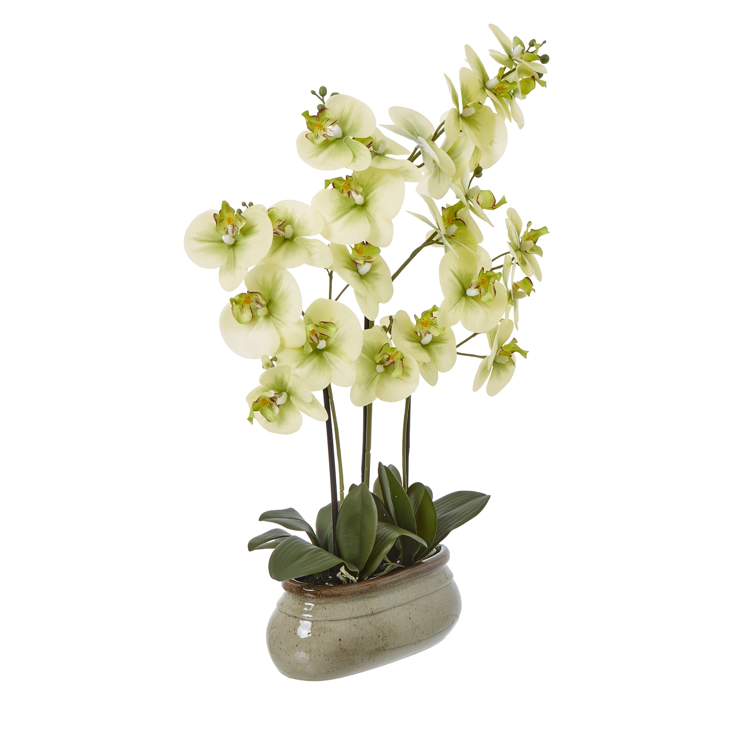 Large Green Orchid In Ceramic Pot - image 2