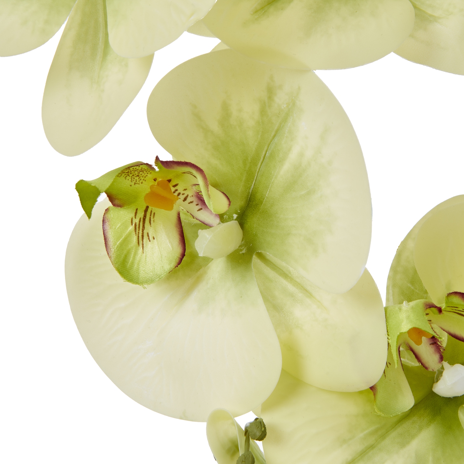 Large Green Orchid In Ceramic Pot - image 3