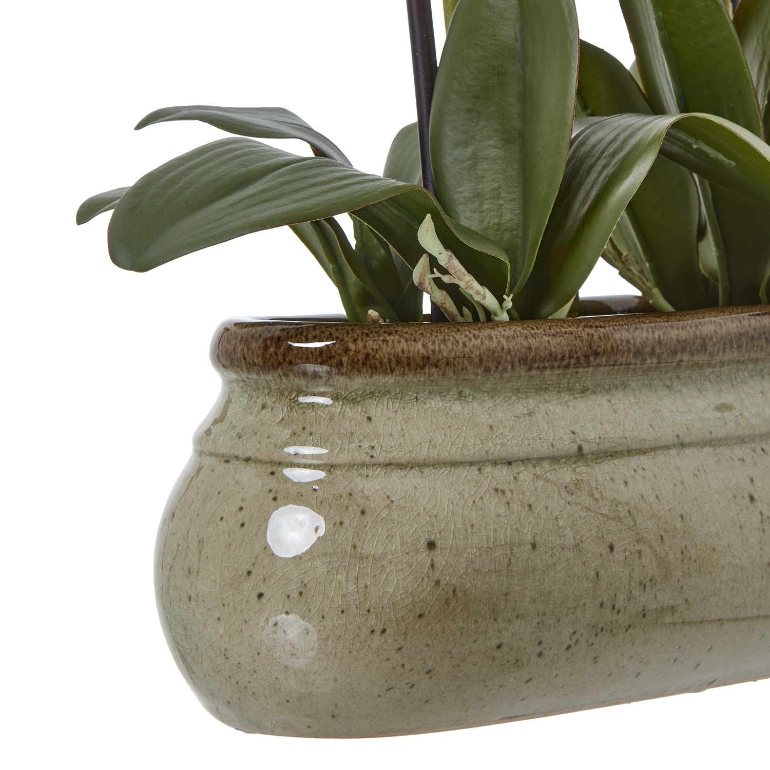 Large Green Orchid In Ceramic Pot - image 4