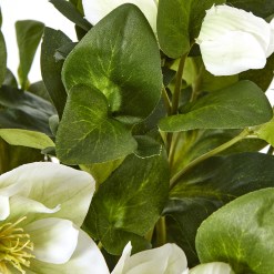 White Hellebore Plant In Grey Pot - image 3