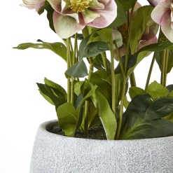 Variegated Pink Hellebore Plant In Grey Pot - image 4