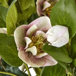 Variegated Pink Hellebore Plant In Grey Pot - image 5